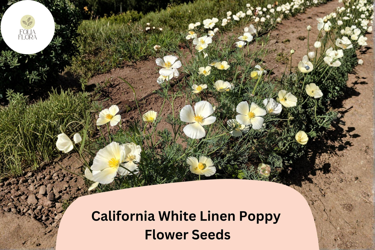 200+ California White Linen Poppy Seeds for Garden Planting - Elegant White Wildflowers