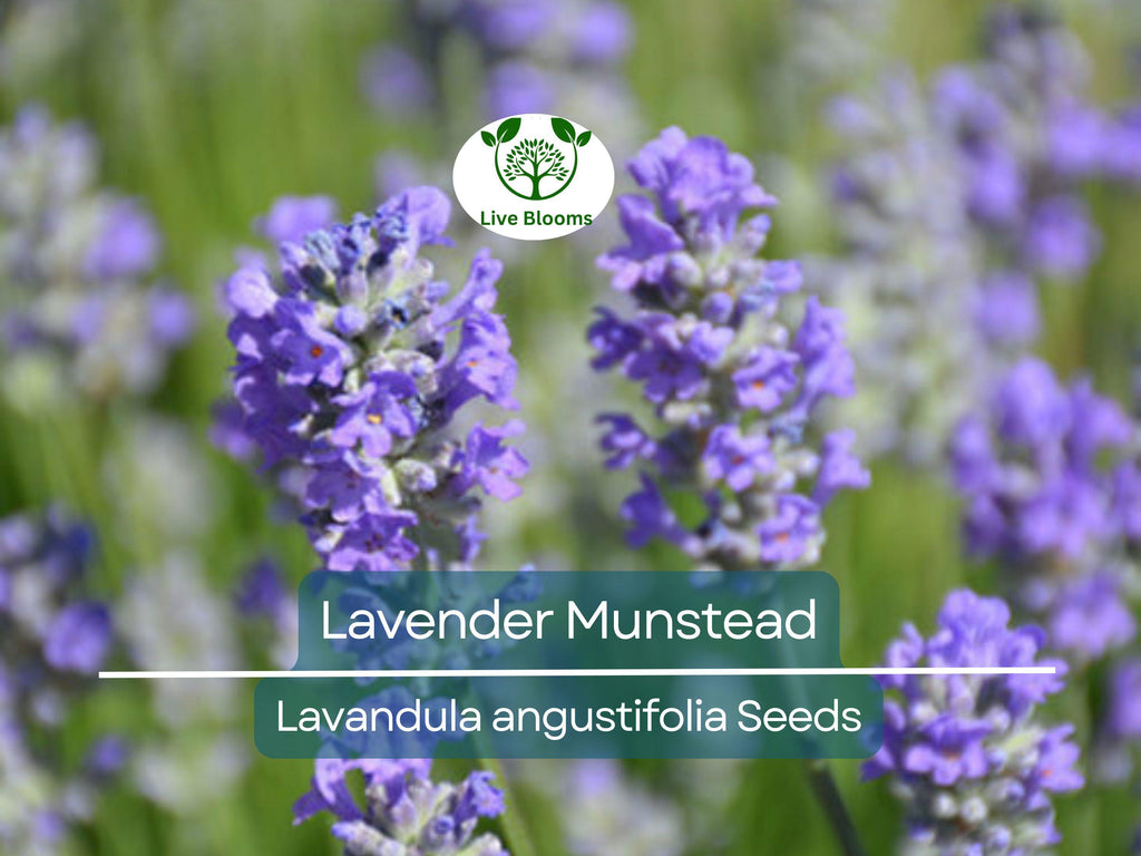 200 Seeds Lavender ‘Munstead’ – Lavandula angustifolia – Fragrant Perennial Herb – Non-GMO for Drying, Containers, Pollinators