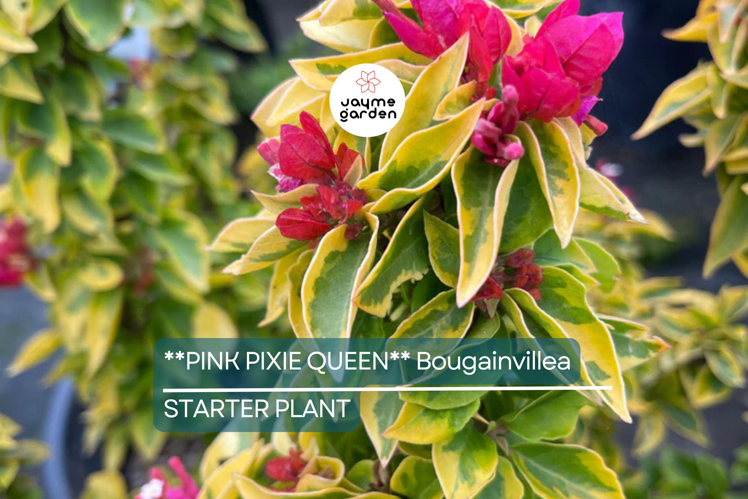 Pink Pixie Queen Bougainvillea | Small Well-Rooted Starter Plant | Live Tropical Plug by USA Seller | Indoor & Outdoor |