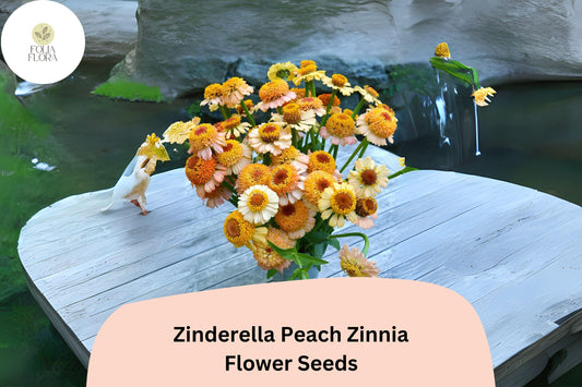 100+ Zinderella Peach Zinnia Seeds – Unique Double Bloom Heirloom Non-GMO Annual Flowers for Garden Planting & Bouquets