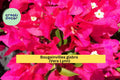 Vera Lynn Bougainvillea – Live Small Rooted Starter Plug Plant, Very Rare & Hard to Find Tropical Flowering Vine, Purple-Pink Bracts