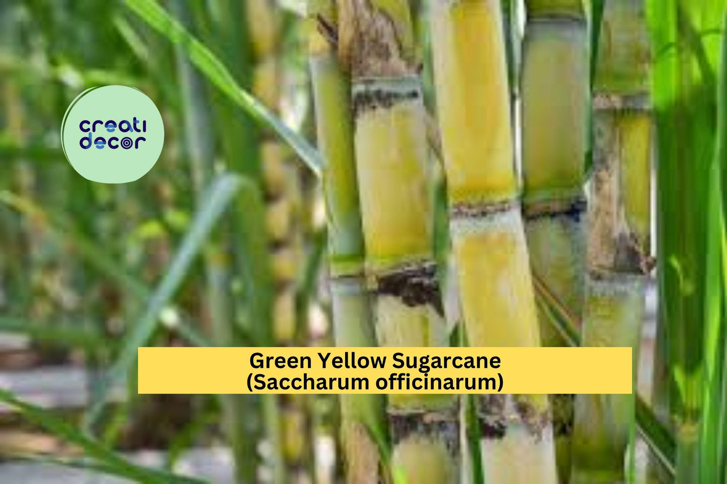Green Yellow Sugarcane Plant | 1 Live Rooted Sugar Cane Starter | Saccharum officinarum for Juicing or Garden Growing