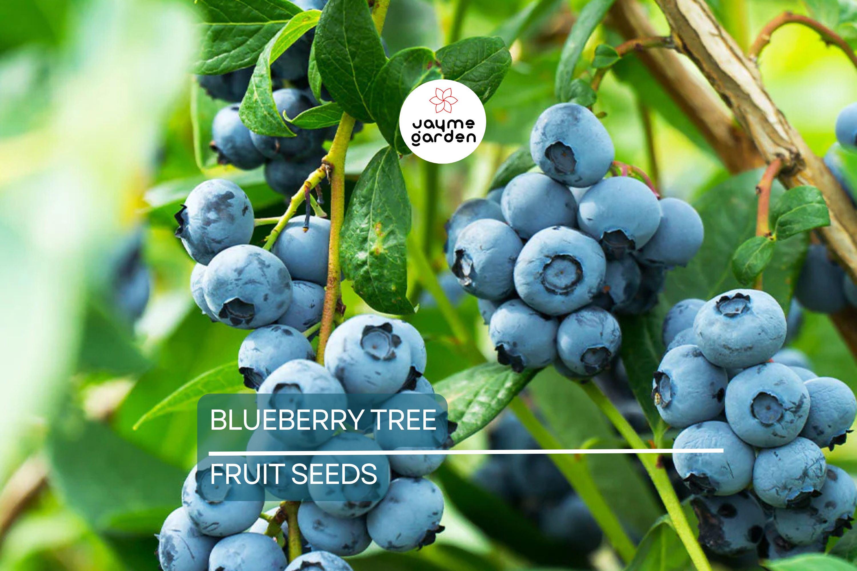 50 Southern Highbush Blueberry Seeds (Vaccinium corymbosum) - Cold Hardy Fruit Tree, Zone 5-10