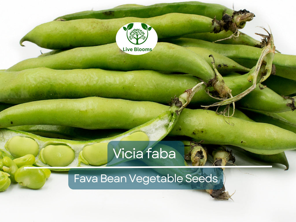5 Seeds Fava Bean - Vicia faba | Heirloom Bean for Planting, Gardening & Culinary Use | Nutrient-Rich, Versatile Legume