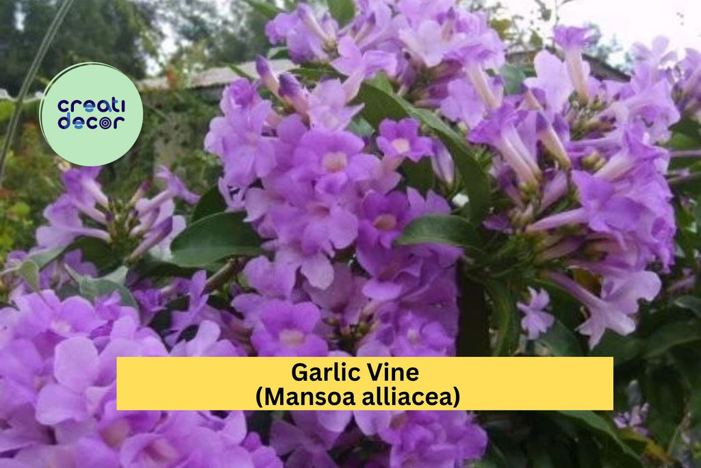Garlic Vine – Mansoa alliacea Live Semi-Tropical Vine Plant, Showy Purple Trumpet Flowers Blooming Spring ,Fall for Trellises & Arbors