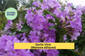 Garlic Vine – Mansoa alliacea Live Semi-Tropical Vine Plant, Showy Purple Trumpet Flowers Blooming Spring ,Fall for Trellises & Arbors
