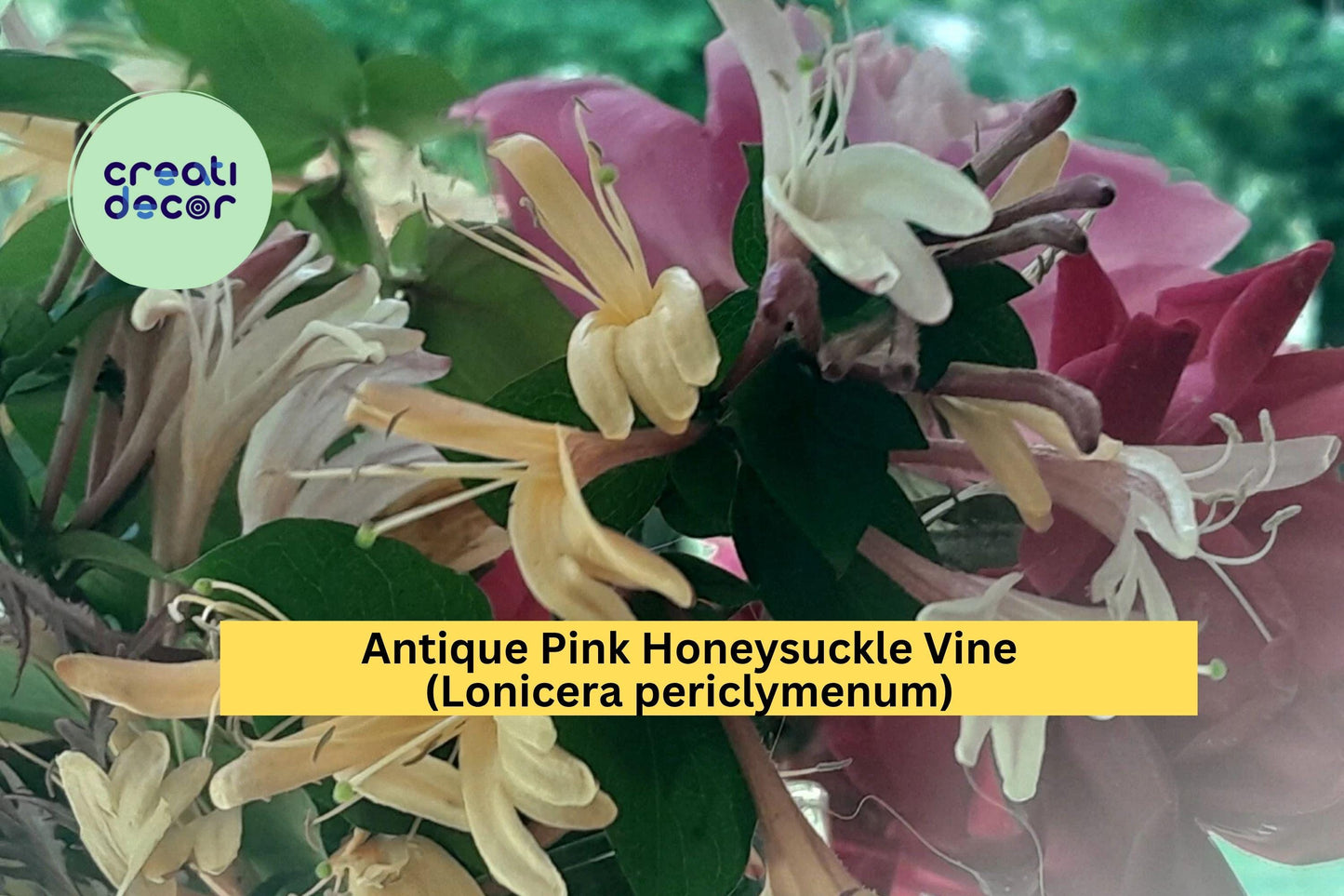 Antique Pink Honeysuckle Vine | Lonicera periclymenum | 2 ft Bare Root Live Fragrant Climbing Plant