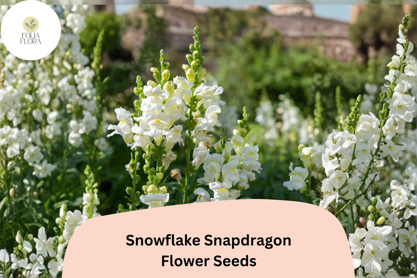 1000+ Snowflake Snapdragon Seeds | Antirrhinum majus | Pure White Garden Flowers for Beds, Borders & Pots