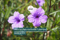 Mexican Petunia Ruellia Tuberosa, 2 Live Bare Root Plants, Rare & Exotic Purple, Perfect for Gardens, Shrubs and Outdoor Spaces
