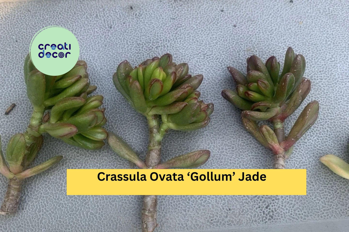 Crassula Ovata ‘Gollum’ Jade Plant | 3 Live Succulent Cuttings | Compact Ogres Ear Hobbit Variety for Indoor or Outdoor Growing