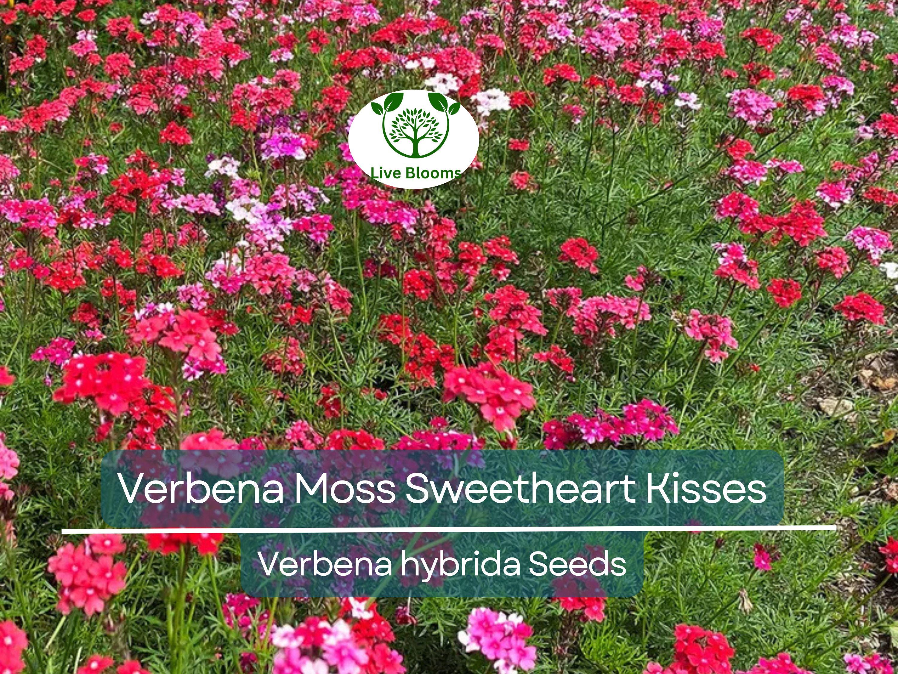 100 Seeds Verbena Moss Sweetheart Kisses (Verbena hybrida) Perennial Flowers for Butterflies & Bees, Vibrant Garden Blooms