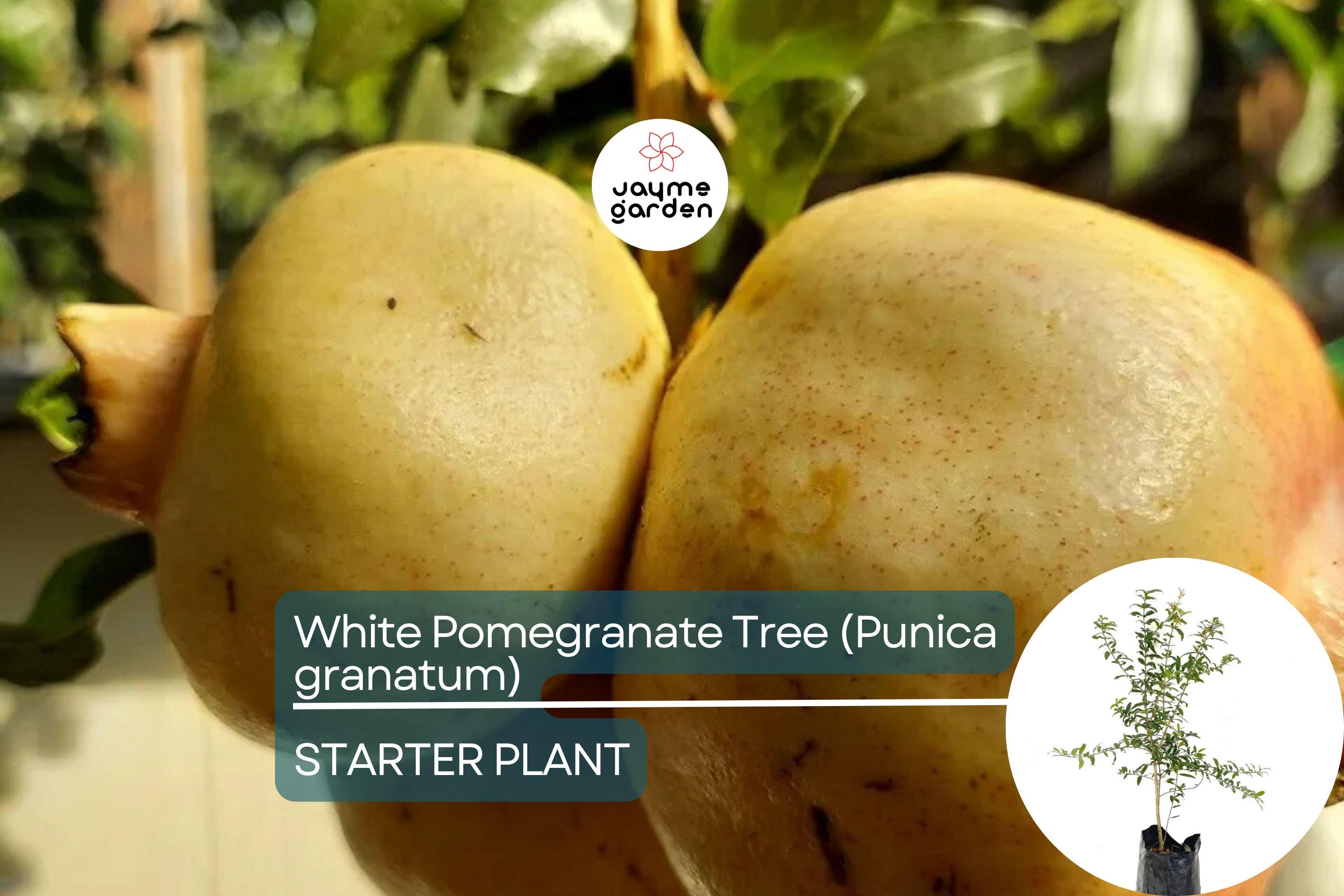White Pomegranate Tree Live Starter Plant 12-24" | Sweet Tropical Fruit Tree | Low Maintenance & Drought Tolerant | USDA Zones 7-11