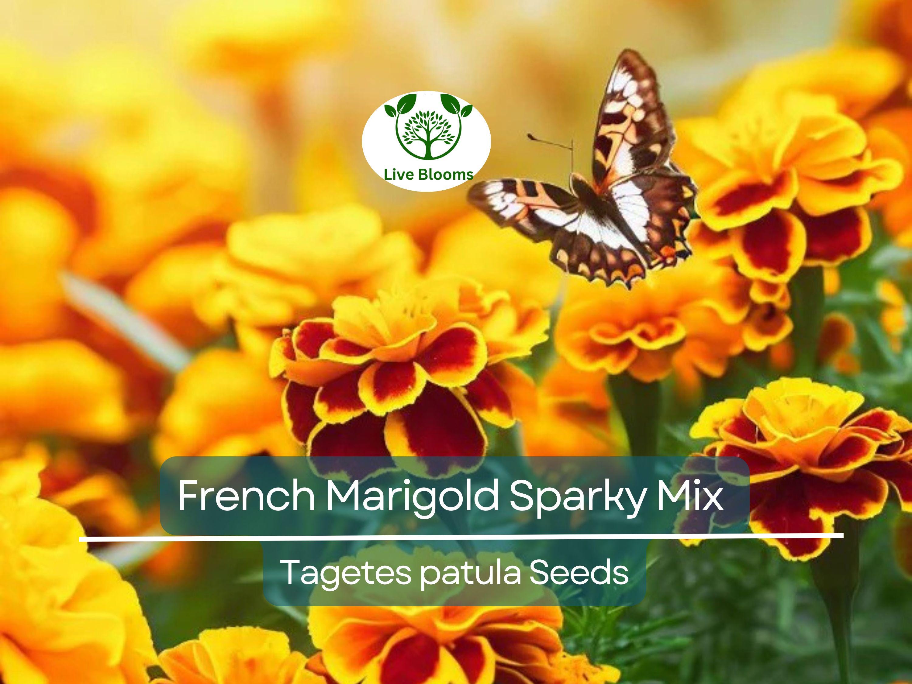 300 French Marigold Seeds – Sparky Mix Tagetes patula, Red Orange Yellow Dwarf Blooms, Non-GMO, Beneficial Garden Flowers
