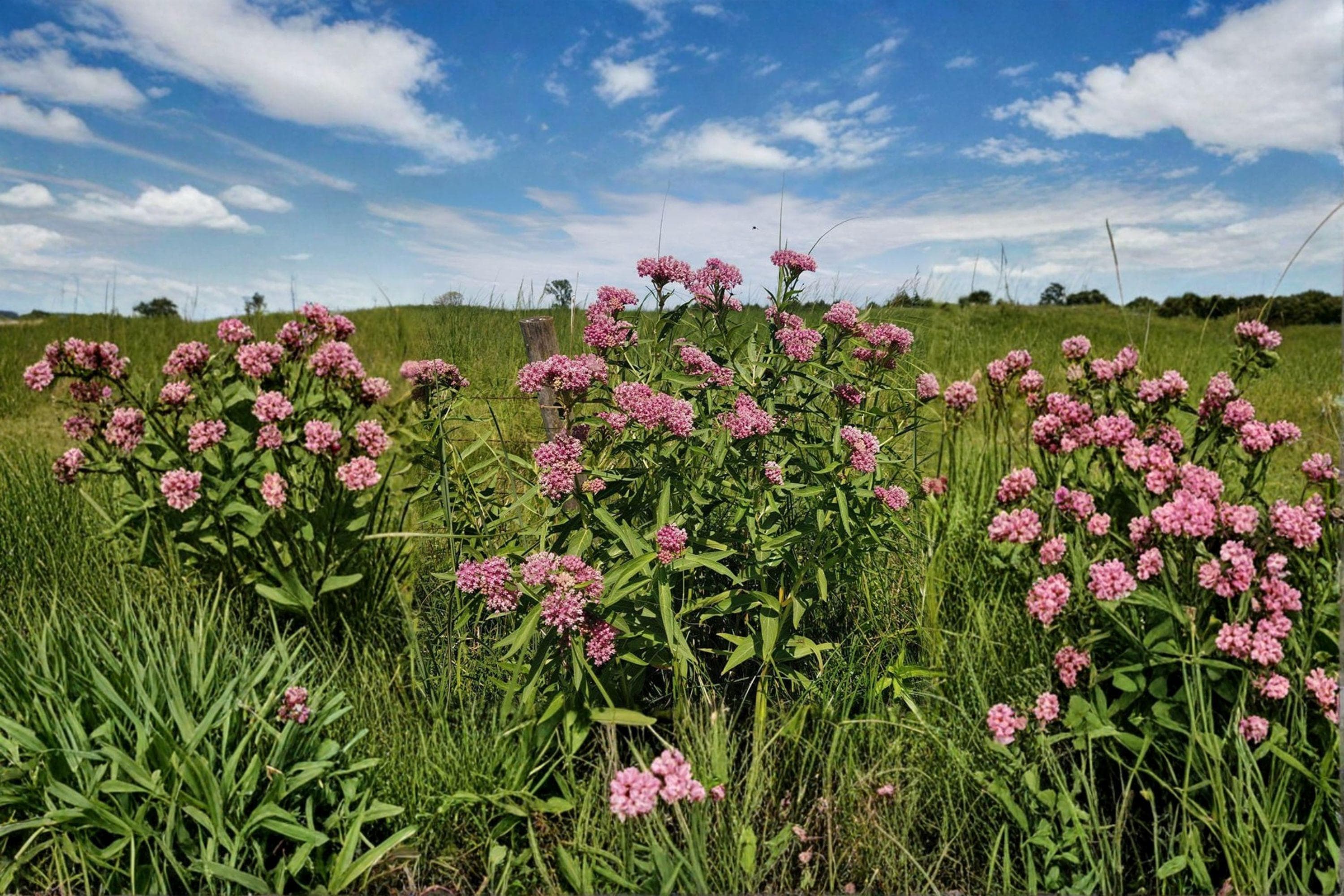 Asclepias incarnata – Rose Milkweed | 15 Seeds | Pink Milkweed Wildflower | Monarch Butterfly Host Plant