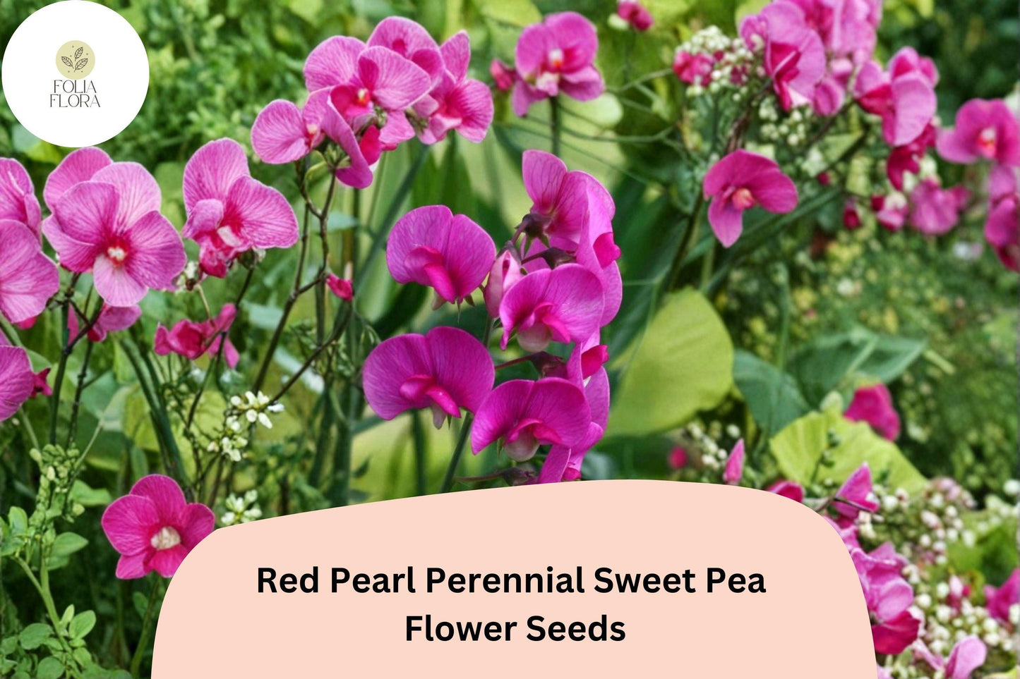 50+ Red Pearl Perennial Sweet Pea Seeds | Lathyrus latifolius Red Climbing Flower Vine for Garden Trellis