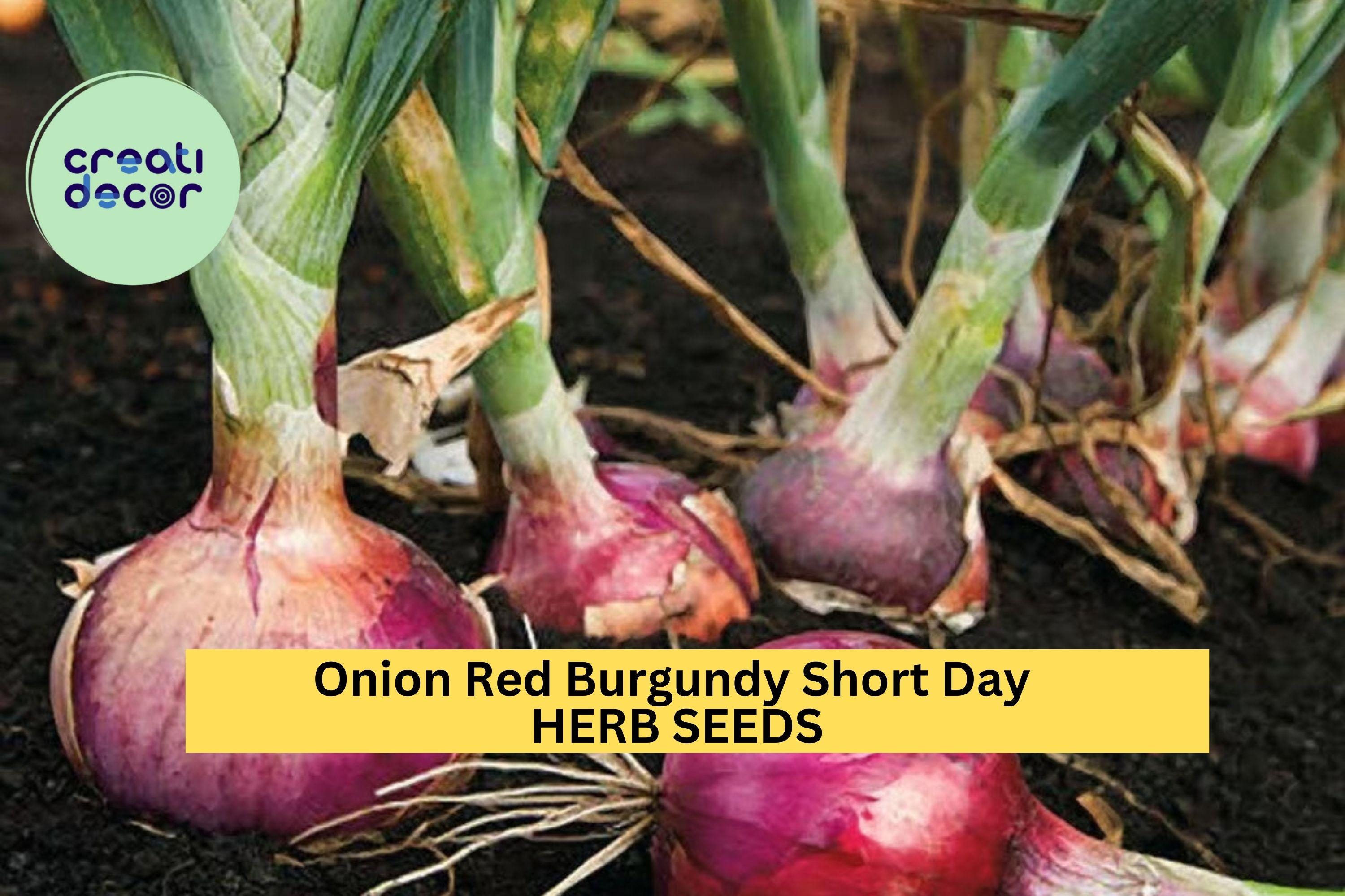 3pcs of 300mg Red Burgundy Onion Seeds – Short Day Variety for Mild, Flavorful Bulbs in Warm Climate Gardens Seeds for Planting