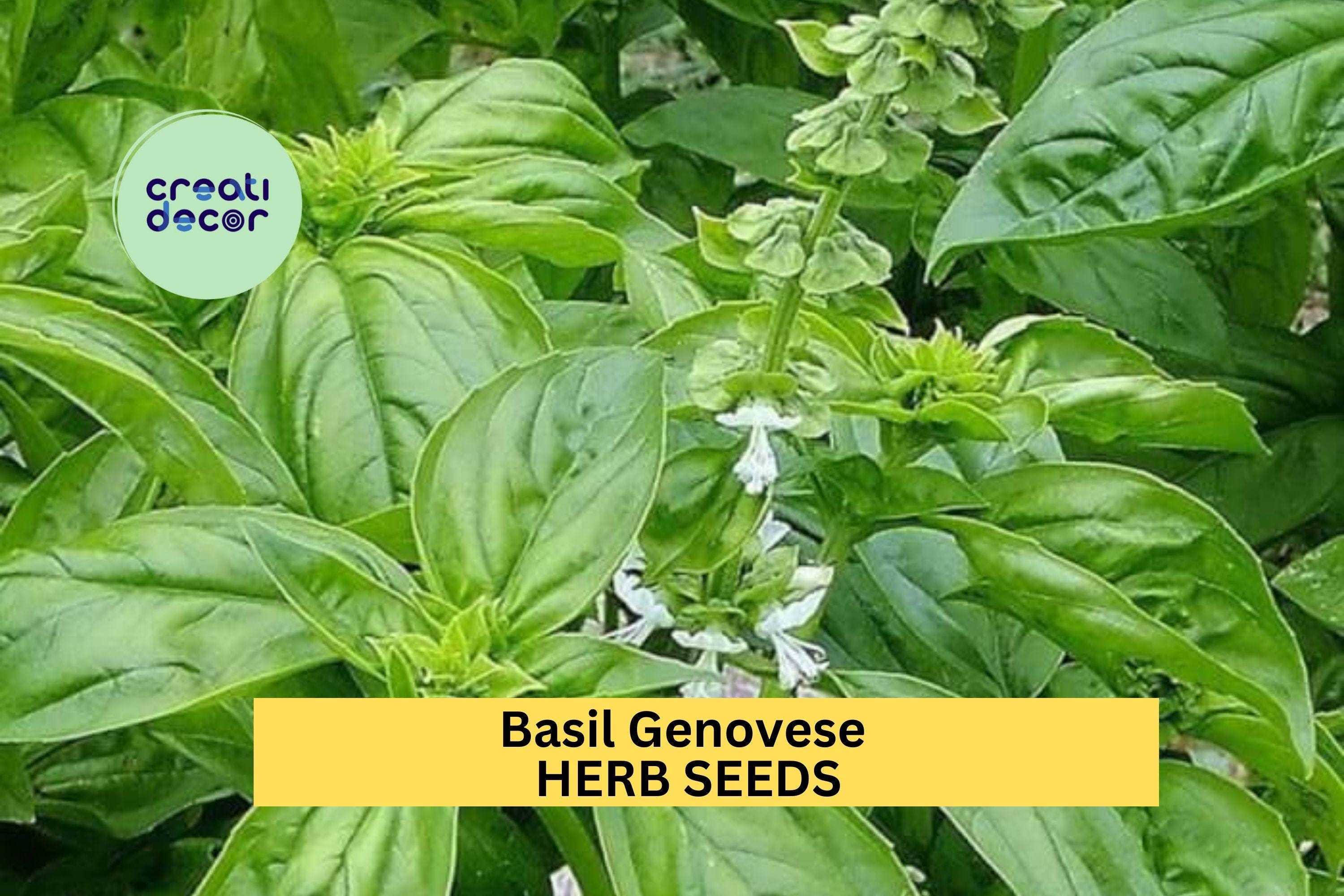 3pcs of 1g Basil Genovese Seeds – Classic Italian Herb for Culinary Use, Garden Pots, Raised Beds & Windowsill Growing Seeds for Planting