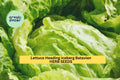 3pcs of 1g Lettuce Iceberg Batavian Seeds – Crisp Head Lettuce for Home Gardens, Raised Beds, and Salad Lovers Seeds for Planting