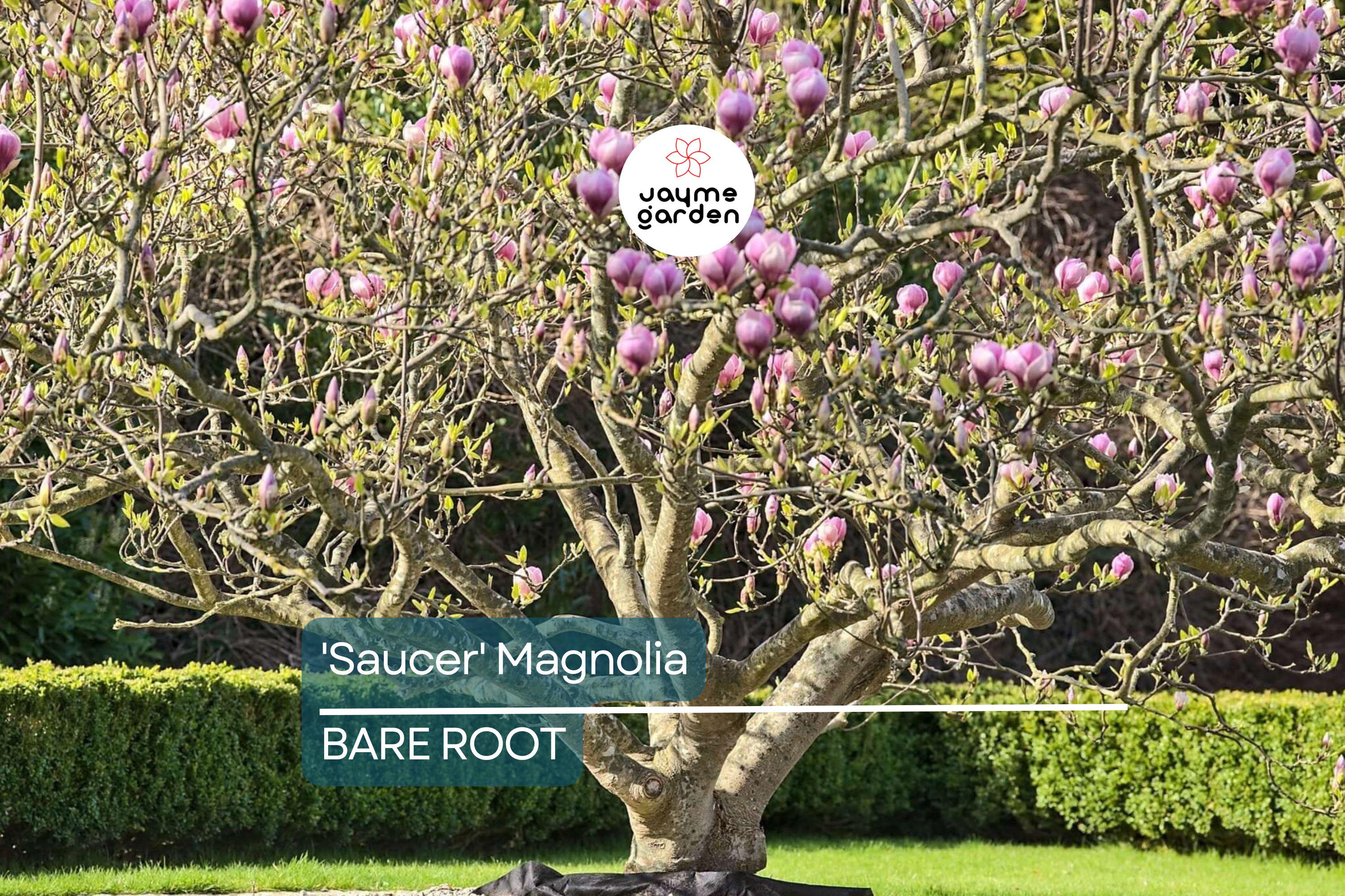 1 'Saucer' Magnolia Sapling | Dormant 6-12" Bare Root Flowering Tree | Pink Spring Blooms