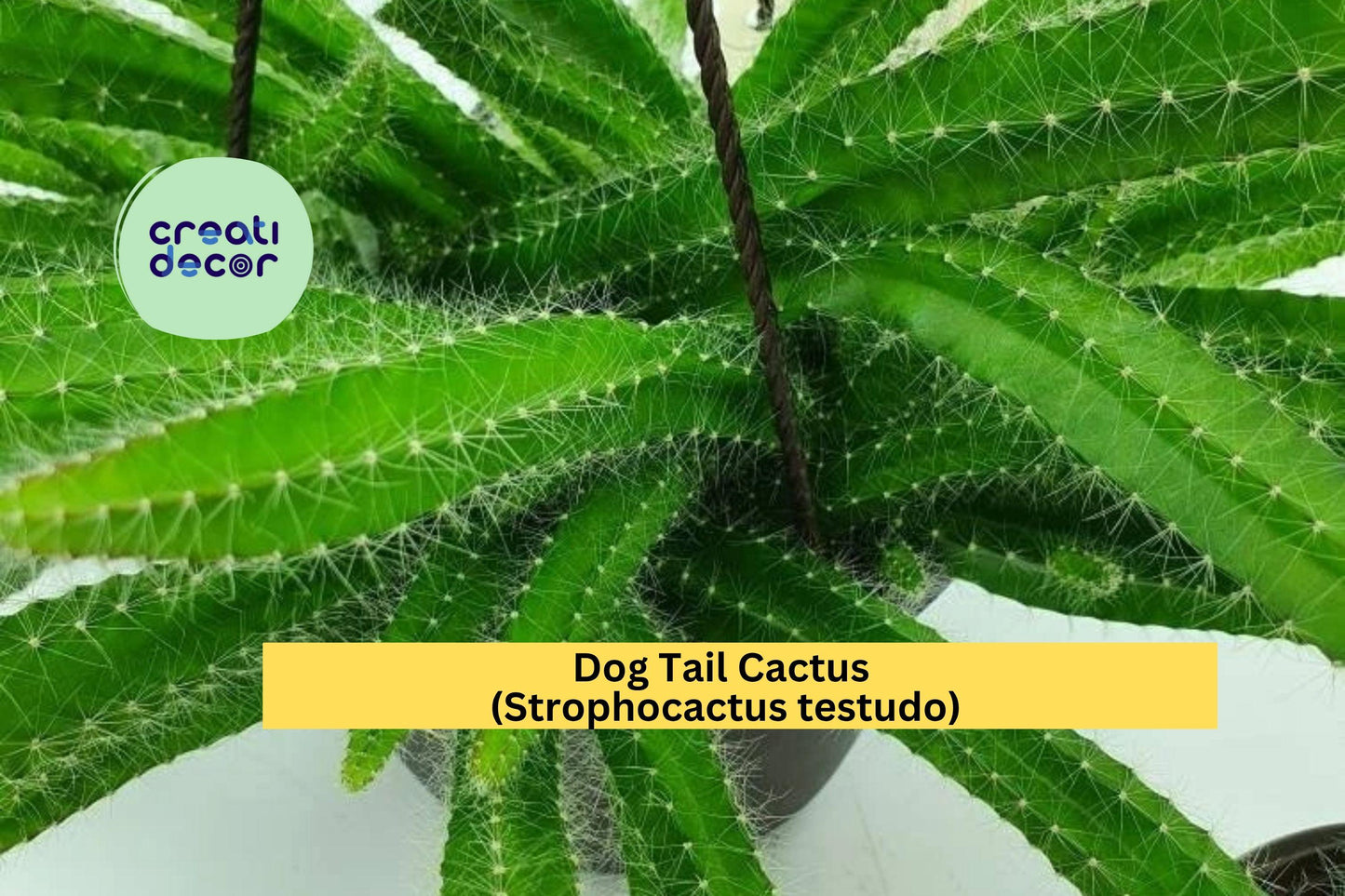 Dog Tail Cactus | Rooted Bare Root Plants 3–7 Inches | Easy Care Trailing Cactus