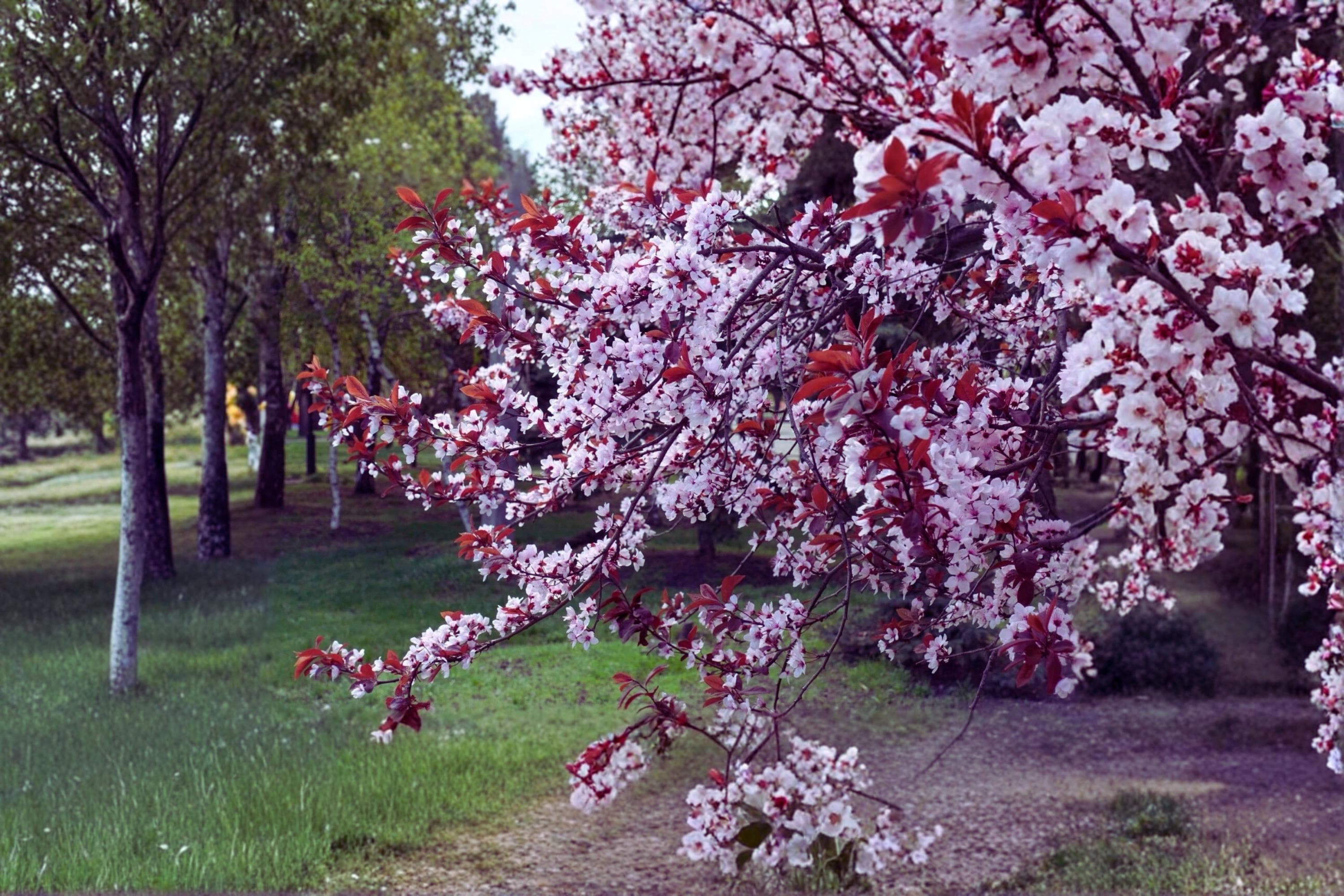 Purple Leaf Plum 1 Live Tree 2 ft Tall (Prunus × cistena) Ornamental Plum Tree