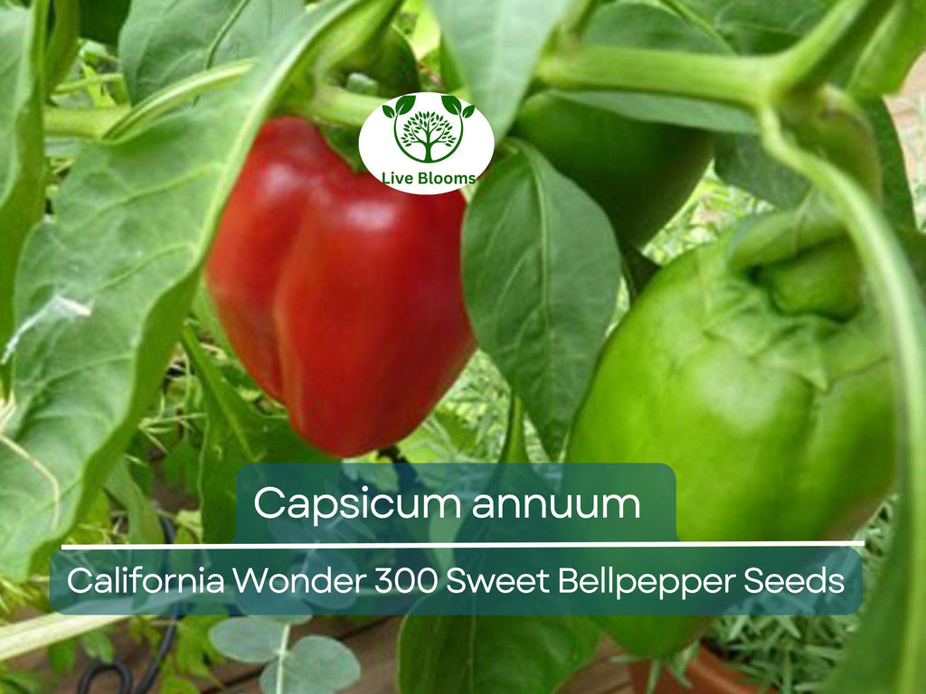 30 Seeds California Wonder 300 Sweet Bellpepper – Capsicum annuum | Heirloom Bell Peppers for Planting & Fresh Garden Harvests