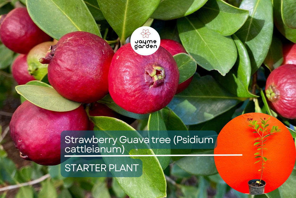 Strawberry Guava Tree 1′-2′ (Psidium cattleianum) - Live Tropical Fruit Tree | Sweet Aromatic Guava for Gardens and Containers