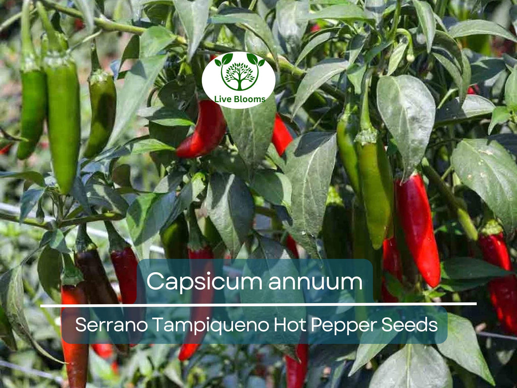 250 mg Seeds Serrano Tampiqueno Hot Pepper – Capsicum annuum | Heirloom Spicy Pepper Seeds for Planting, Gardening & Bold Flavor