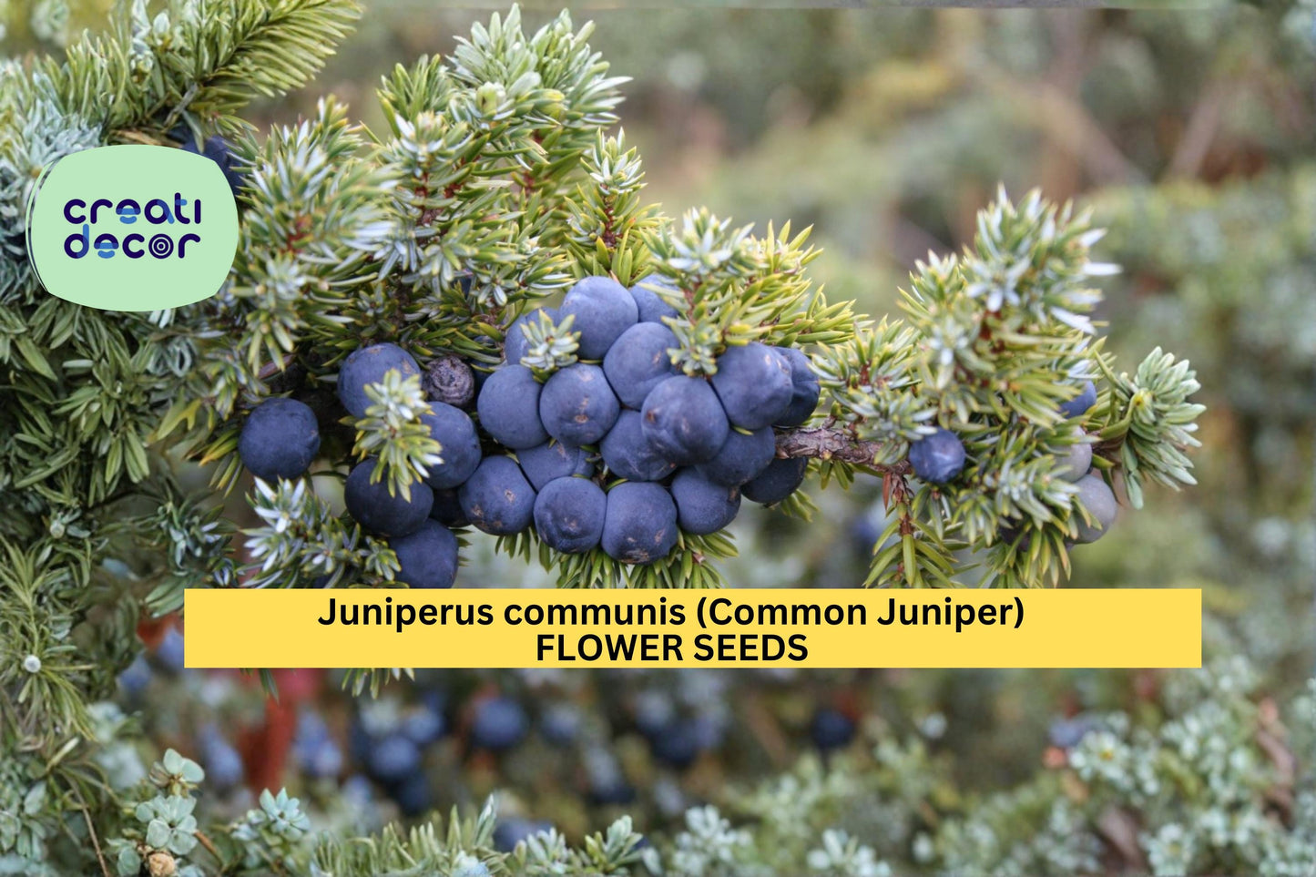 Juniperus communis Seeds Common Juniper 25 Count Evergreen Conifer Shrub Seeds Hardy Landscape Garden Plant