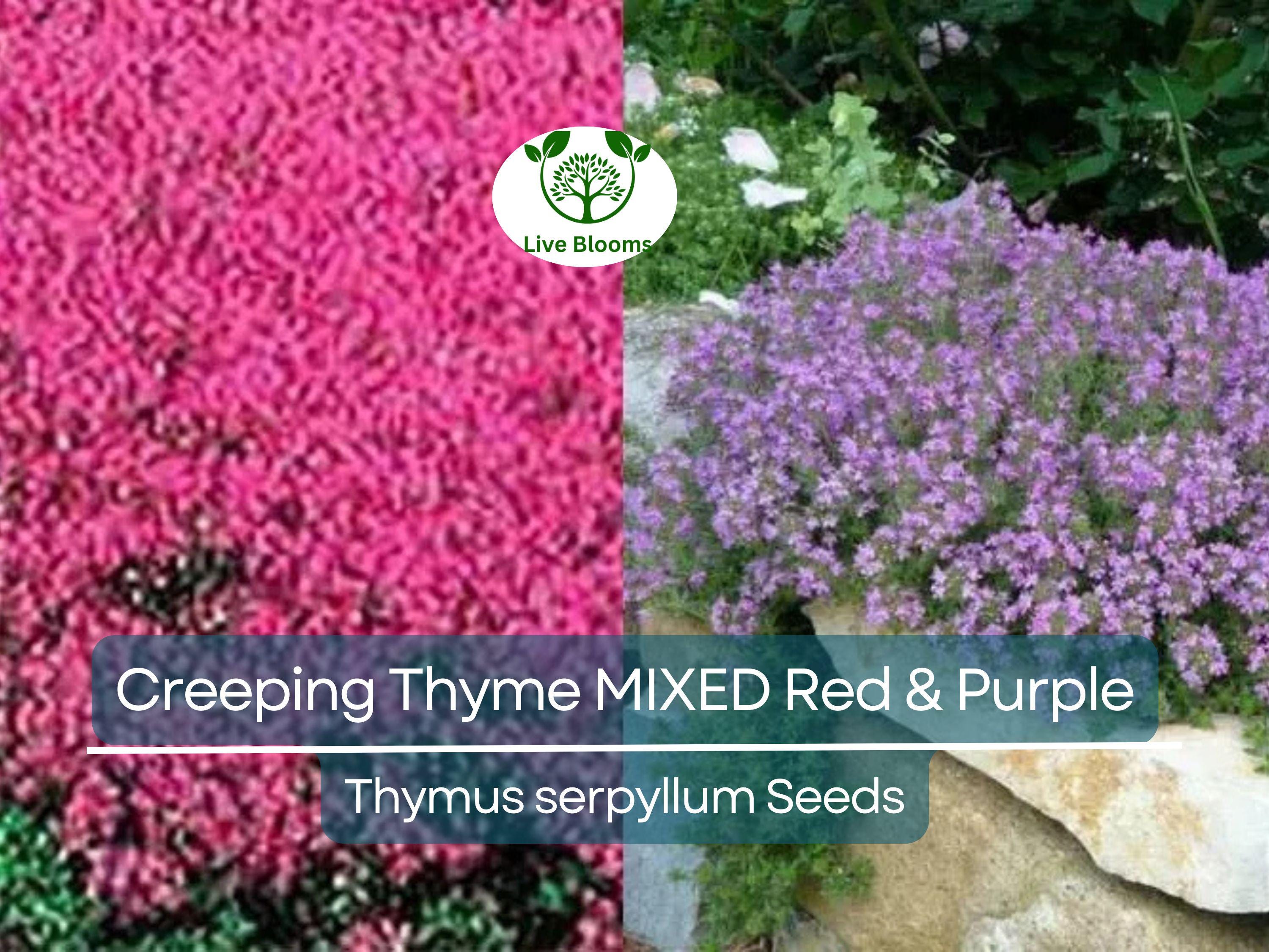500 Seeds Creeping Thyme MIXED Red & Purple, Ground Cover Perennial, Non-GMO, Low Maintenance, Drought-Tolerant, for Lawns and Gardens