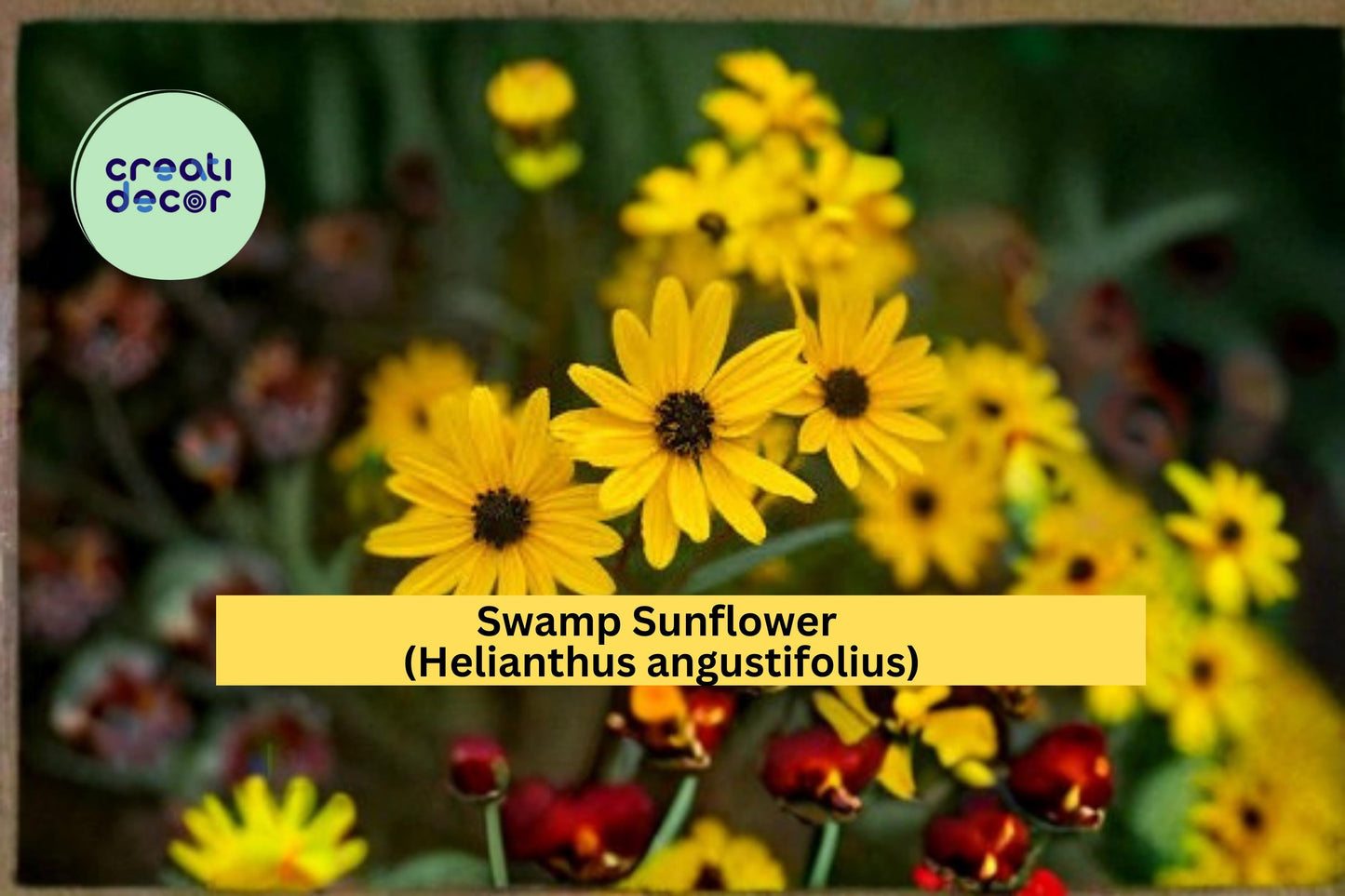 Swamp Sunflower Seeds Helianthus angustifolius 100 Count Tall Yellow Native Wildflower Garden Plant