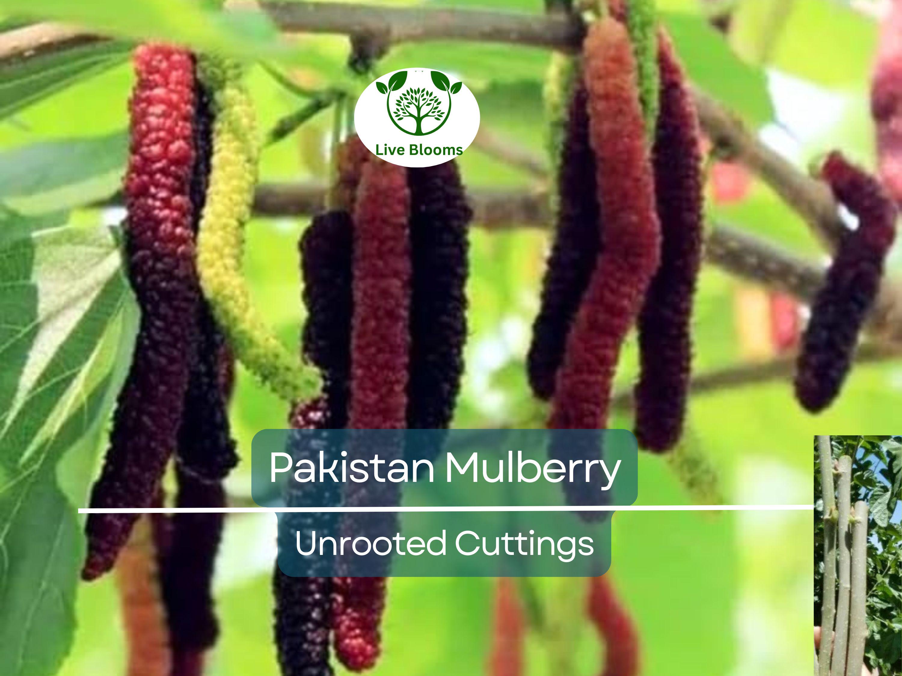 10pcs Pakistan Mulberry Organic Unrooted Cuttings - Morus Nigra, Perfect for Rooting or Grafting, Fruit Tree Cuttings, Hardy & Productive