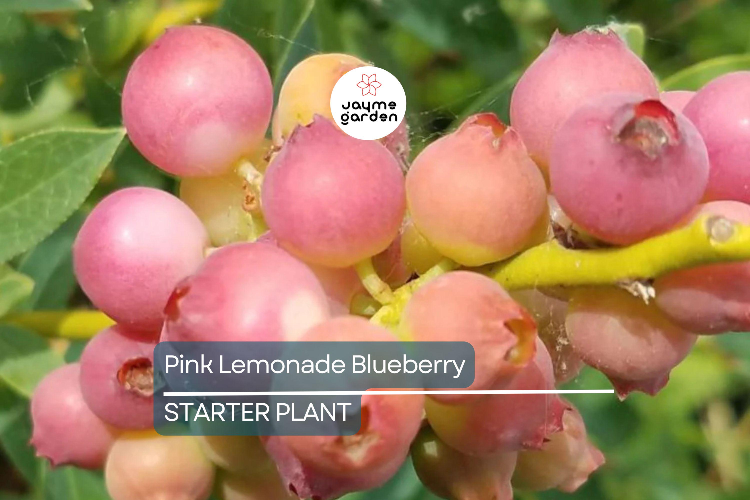 Pink Lemonade Blueberry Bush Seedling | Vibrant Pink Fruit | Easy to Grow | Fruit-Bearing Starter Plant for Gardens & Orchards