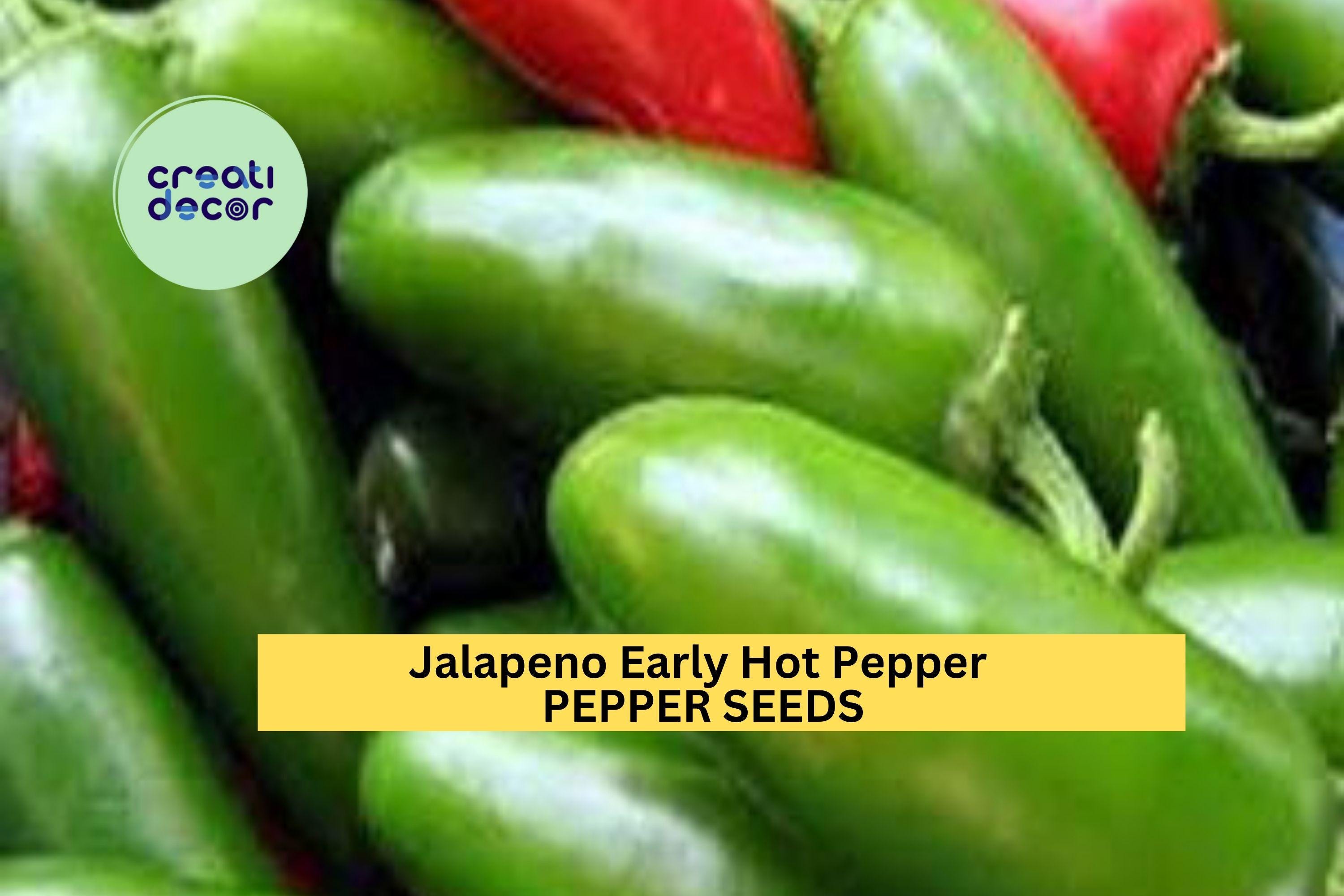 3pcs of 300mg Jalapeno Early Hot Pepper Seeds – Spicy Green Chili for Salsa, Pickling, and Home Garden Growing Seeds for Planting