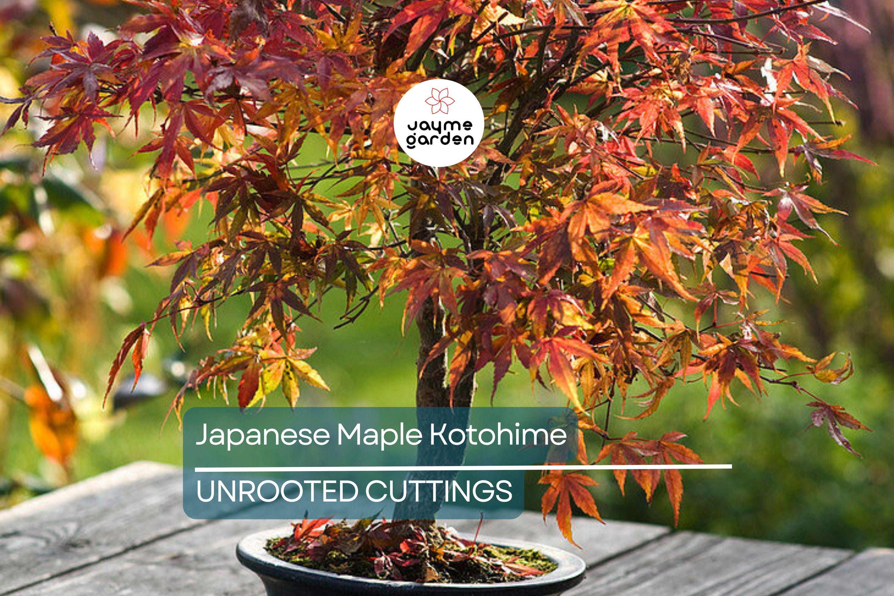 Japanese Maple Kotohime Cutting for Bonsai | Acer Var. Outdoor Hardy in Zone 8a | Ideal for Miniature Tree Styling
