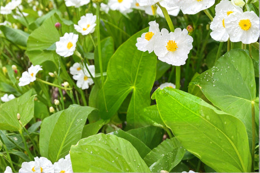 Sagittaria Latifolia Common Arrowhead Seeds – 500 Native Aquatic Wetland Plant | Wetland & Pond Margins | Pollinator-Friendly