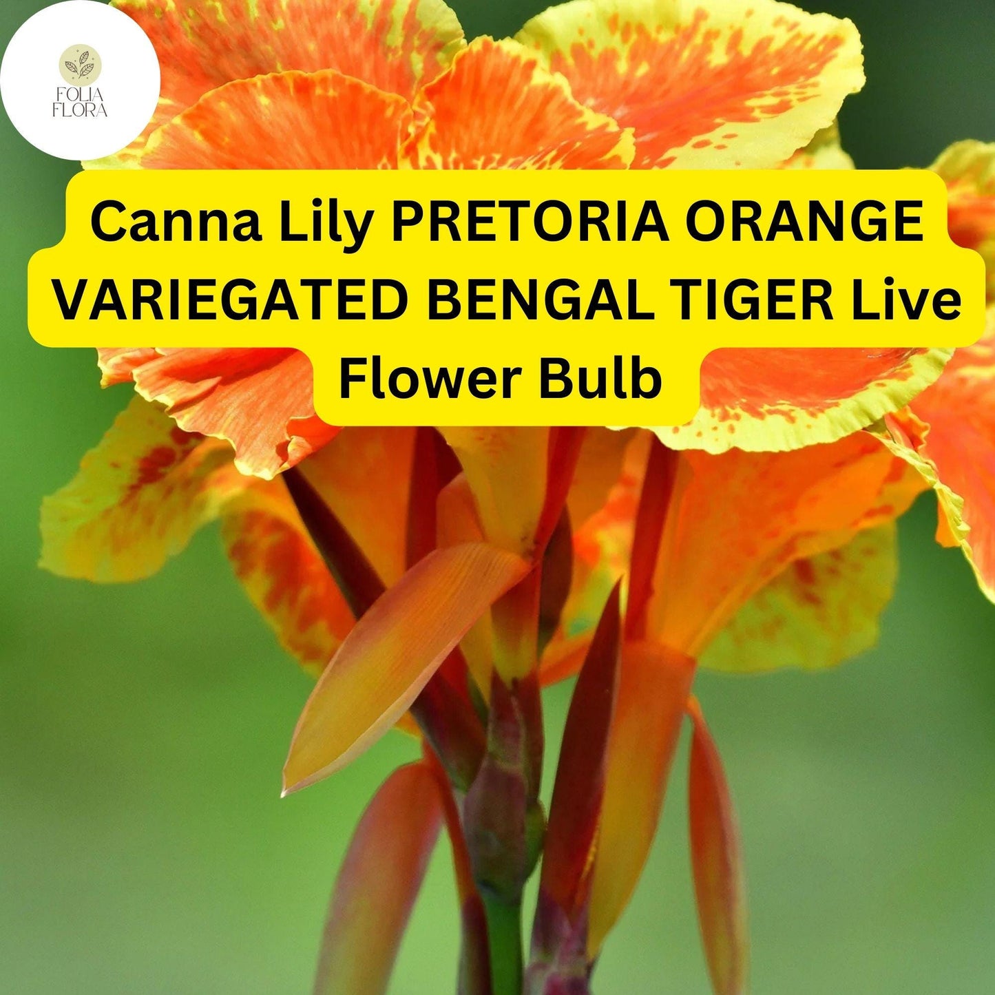 Canna Lily Pretoria Bengal Tiger | 1 Live Bulb | Orange Variegated Tropical Flower, Tall, Lush Foliage, Perennial, Pollinator-Friendly