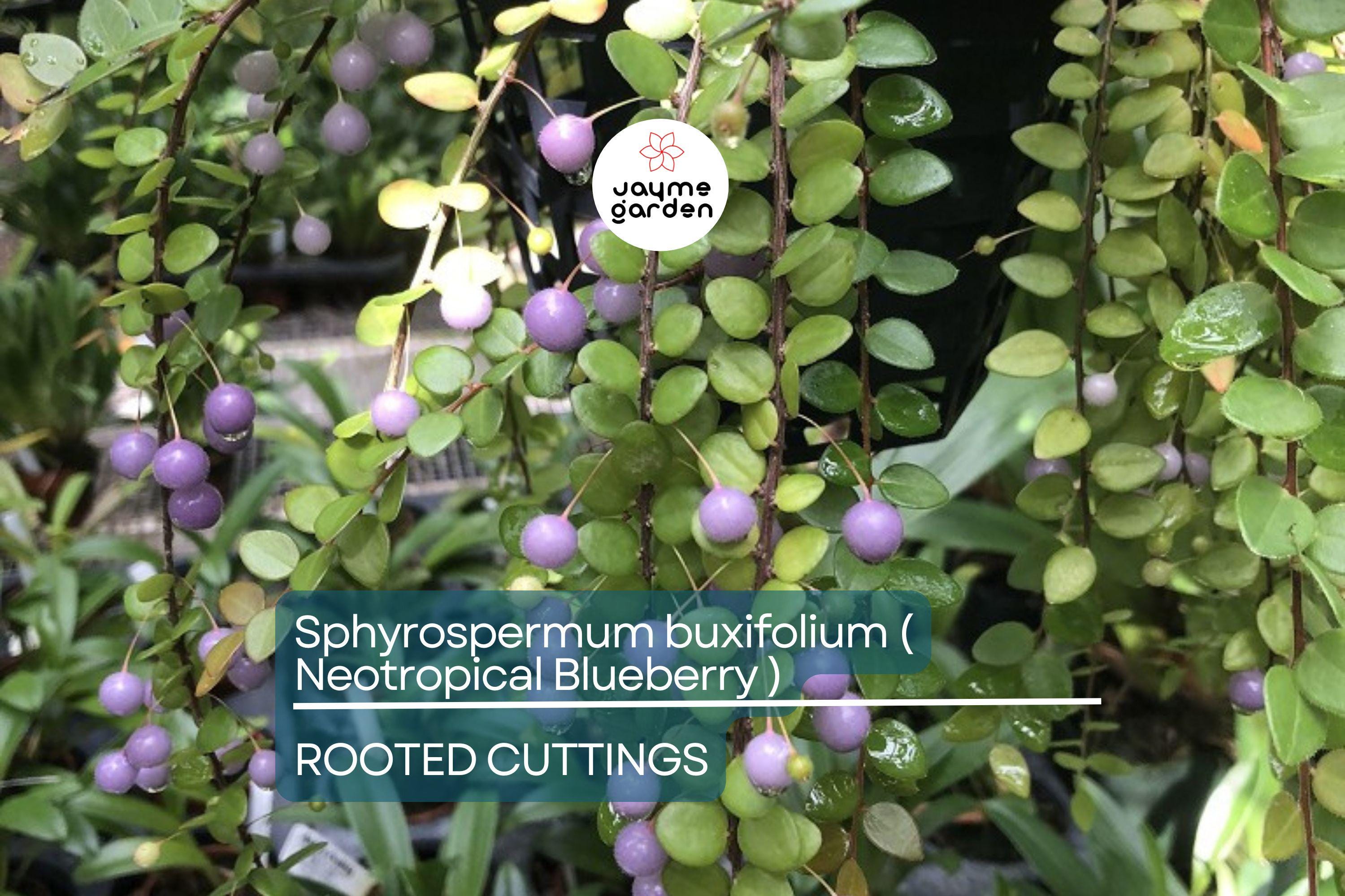 Neotropical Blueberry Sphyrospermum buxifolium Rooted Cuttings, Rare Tropical, Cool-Moderate Temp, Bright Shade, Moisture-Loving