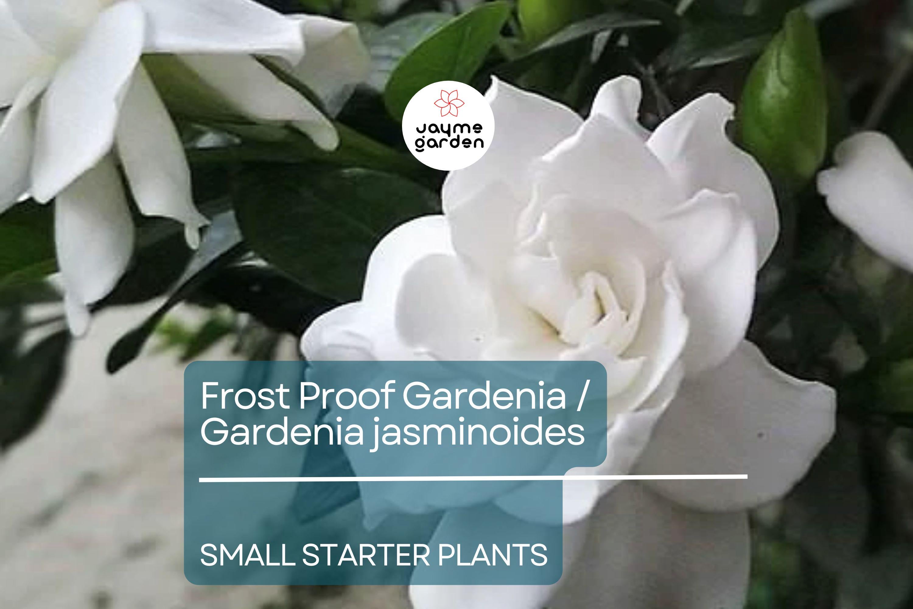 Frost Proof Gardenia Starter Plant - Evergreen Shrub, 7-10 Inches Tall - Highly Fragrant Blooms for Gardens, Containers & Landscaping