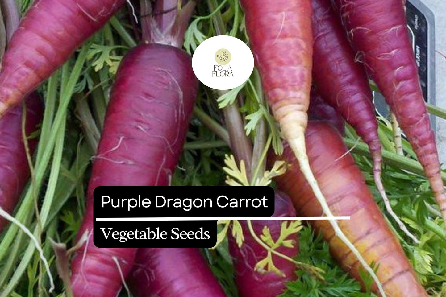 200 Seeds Purple Dragon Carrot, Daucus Carota, Vibrant Purple Heirloom Carrot