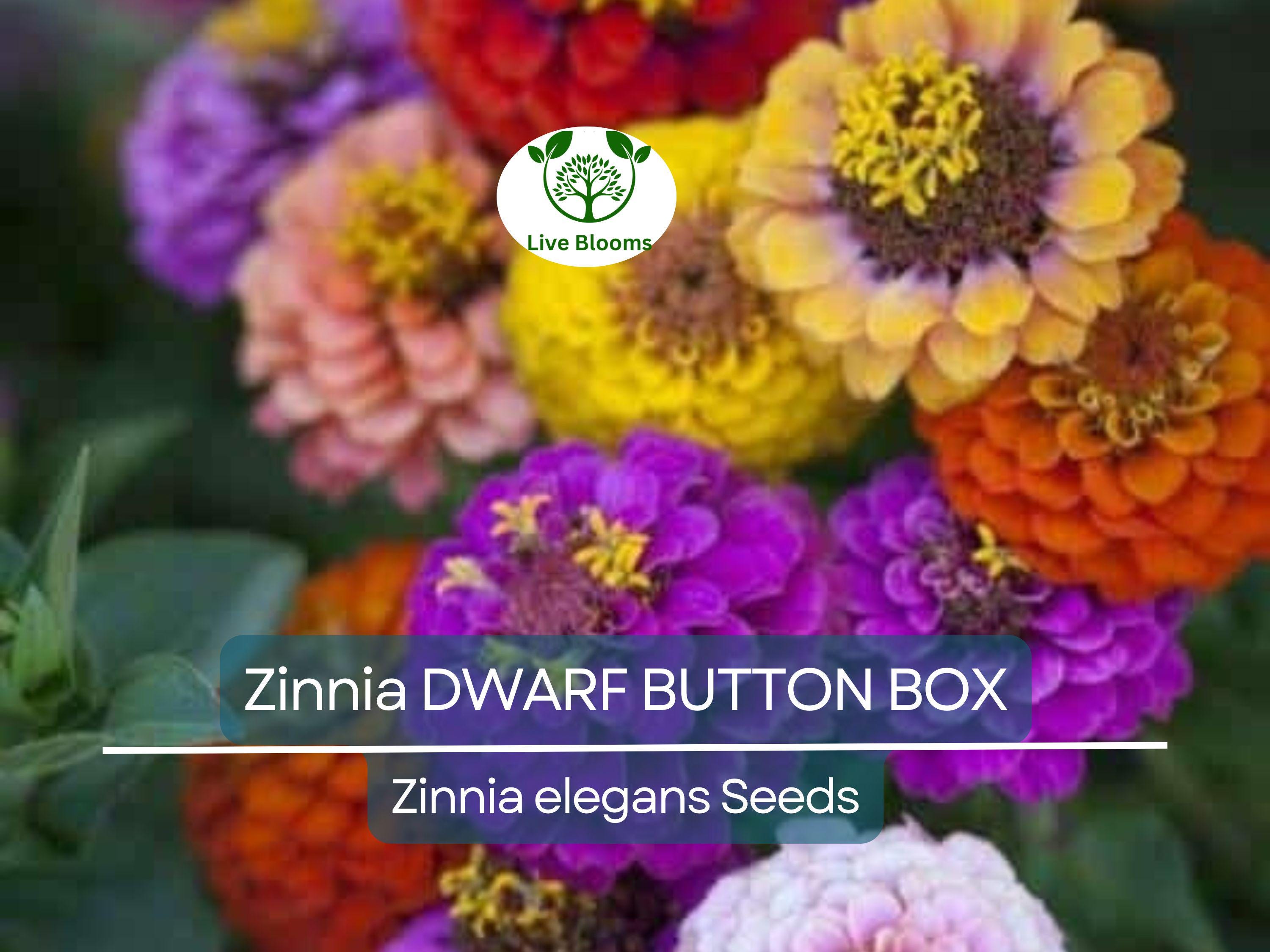 200 Zinnia Dwarf BUTTON BOX Heirloom Seeds - Non-GMO, Dainty Color Mix, Perfect for Containers & Gardens - Zinnia elegans