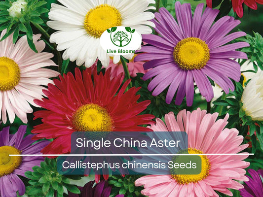 200 China Aster Seeds | Callistephus chinensis | Single Flower Variety | Colorful Blooms | Cut Flower | Non-GMO | Pollinator Friendly
