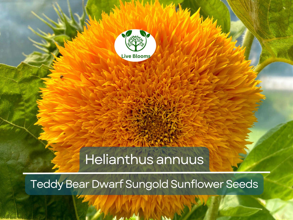1 Gram Seeds Teddy Bear Sunflower (Dwarf Sungold Sunflower) for Planting | Compact, Fuzzy-Bloom Sunflowers for Gardens & Pots