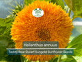 1 Gram Seeds Teddy Bear Sunflower (Dwarf Sungold Sunflower) for Planting | Compact, Fuzzy-Bloom Sunflowers for Gardens & Pots
