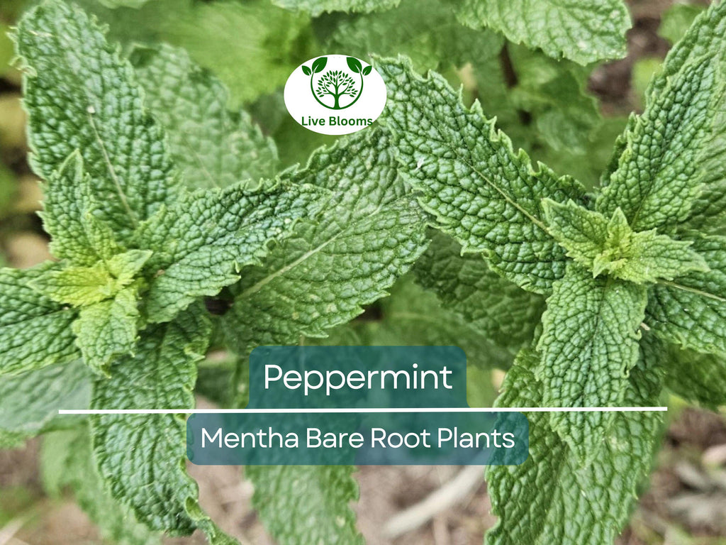 5 Peppermint Plants – Live Bare Root – Rau Thom Pudina Mint – Fast-Growing Culinary & Herb for Garden or Pots