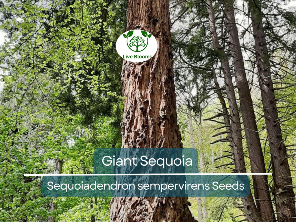 40 Giant Sequoia California Redwood Seeds - Sequoiadendron sempervirens - Grow Majestic Trees, Largest Trees on Earth, Fast Growing