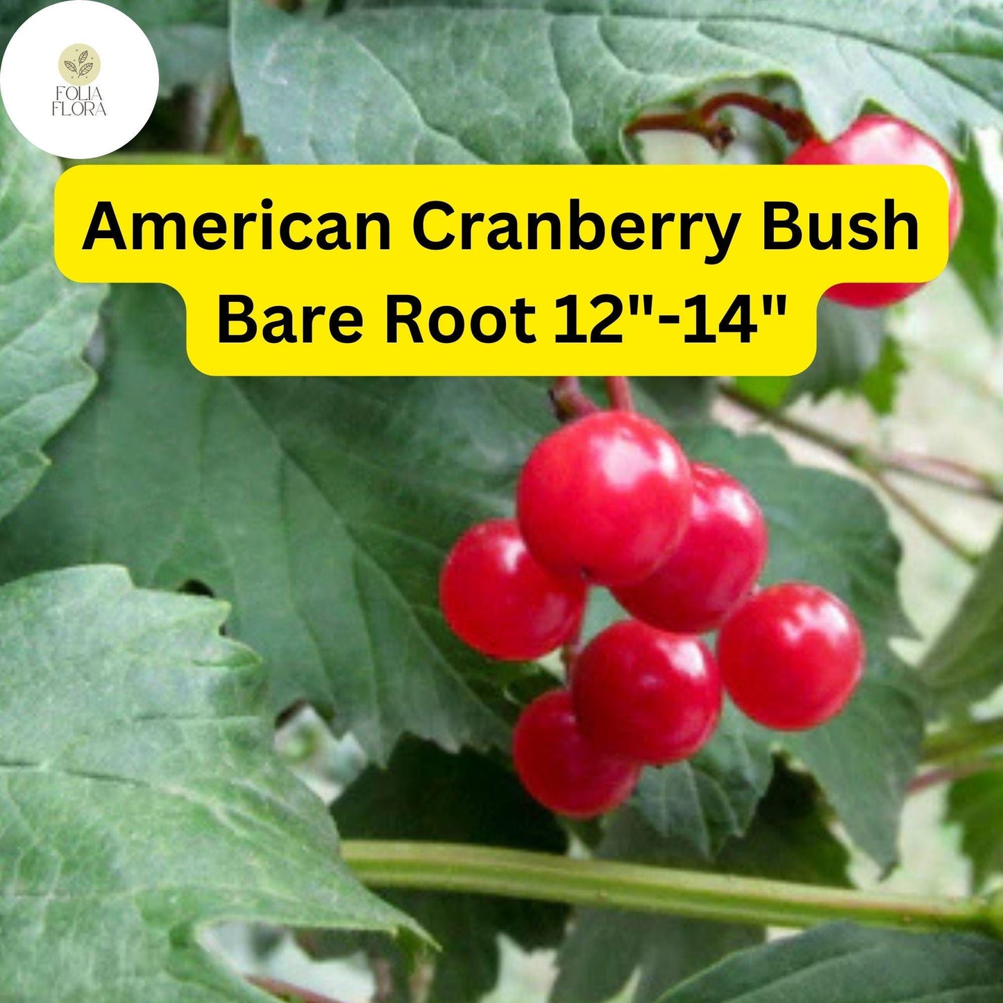 1 Live Bare Root Plant American Cranberry Bush 12"-14", Viburnum trilobum, Hardy Shrub with Edible Berries
