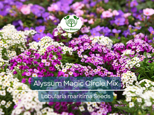 1000 Seeds Alyssum Magic Circle Mix, Trailing Groundcover, Pink, Purple, White, Non-GMO, Sweet-Smelling Flowers, Great for Borders