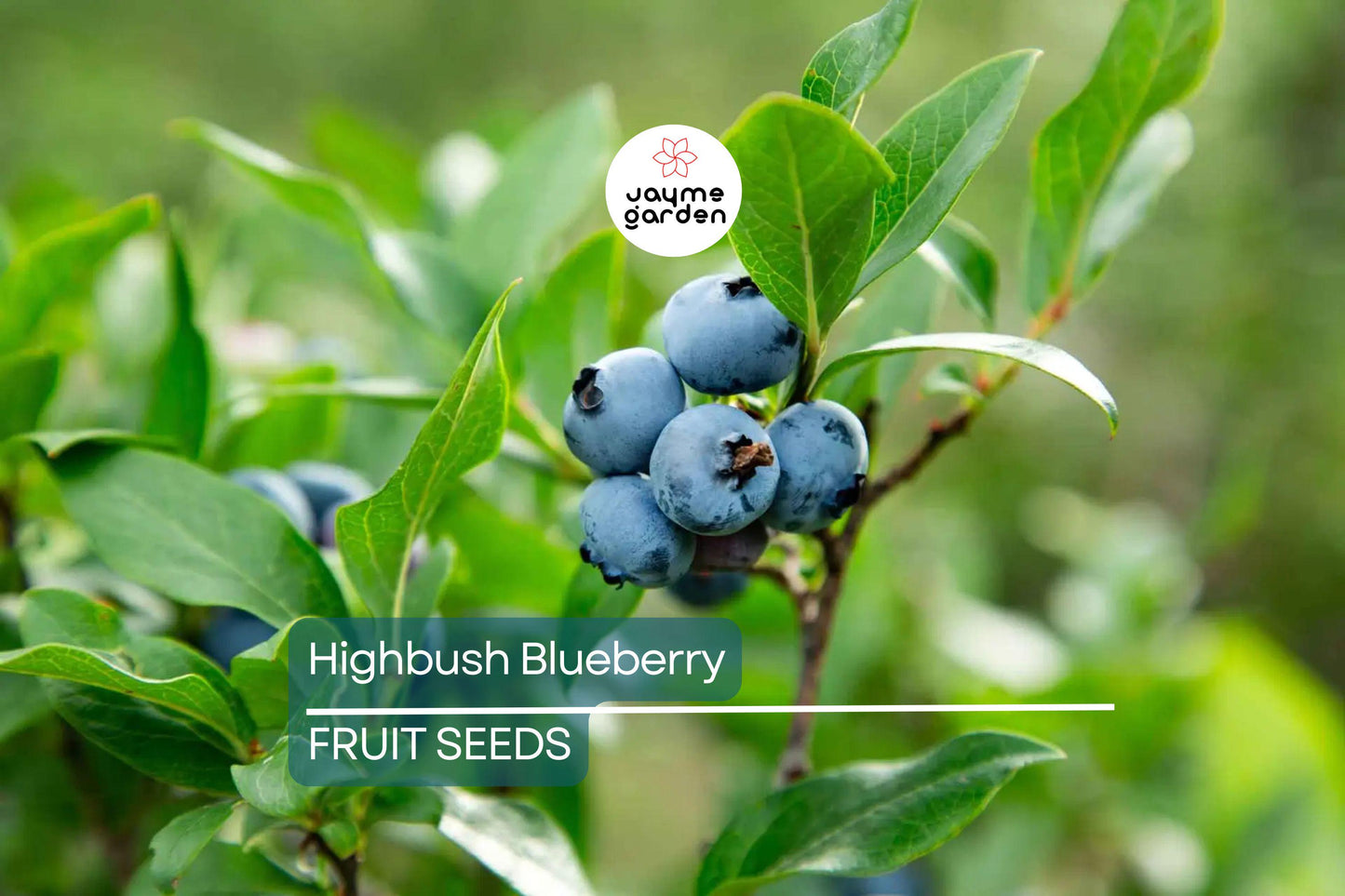 200 Highbush Blueberry Seeds - Disease-Resistant, Self-Fertile, Free Shipping