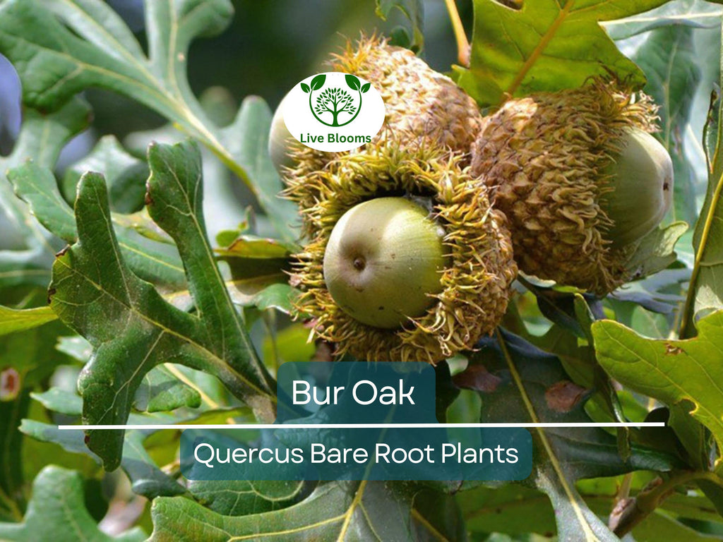 1 Bur Oak Tree – Live Bare Root Plant – Quercus macrocarpa – Hardy Native Shade Tree with Huge Acorns – Zone 3–8